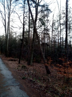 IMG 20190311 162955182 -- Odstranění nebezpečně nakloněného stromu nad místní komunikaci Mostek-Souvrať